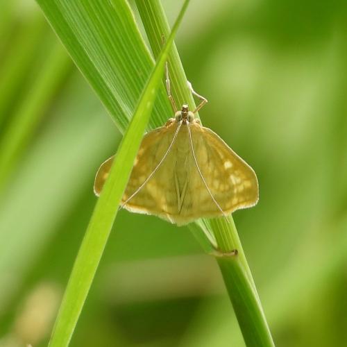 Réf. 285 017 : Sitochroa verticalis